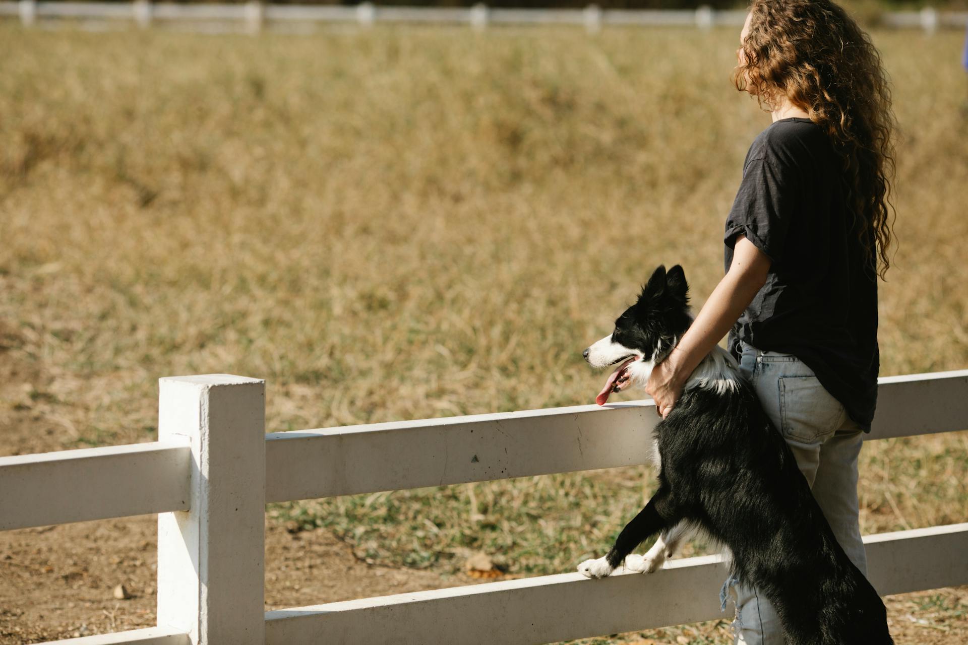 Back view of female owner petting fluffy Border Collie with tongue out while standing near wooden barrier