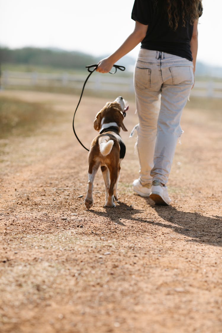 Unrecognizable Woman Walking With Dog On Path