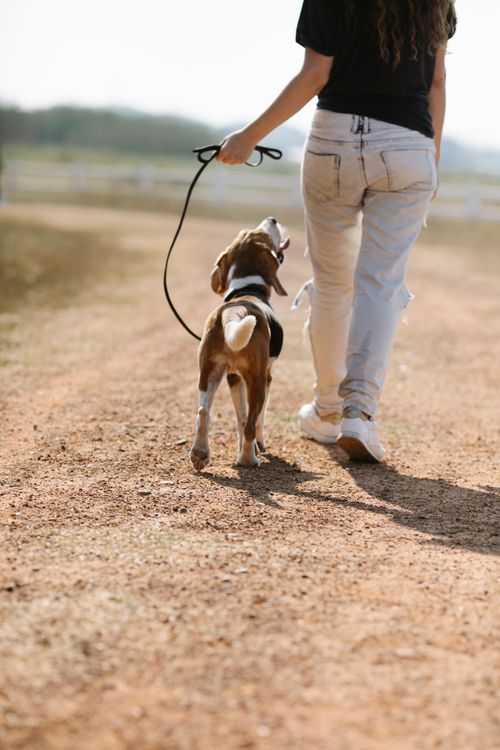 Free Back view of crop anonymous female owner strolling with cute beagle on leash on rural road in rural area of countryside Stock Photo
