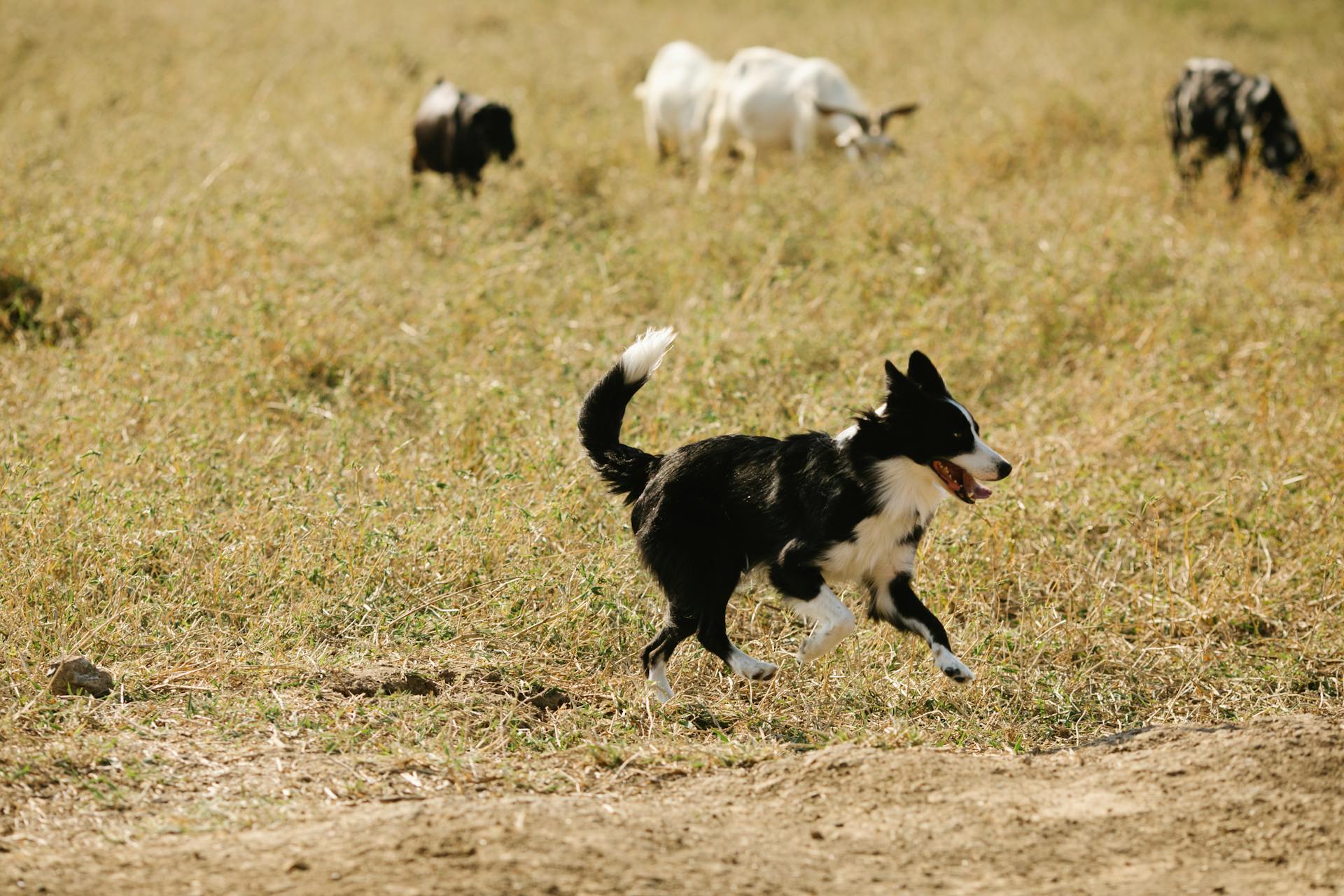 Cute Border Collie courir près des prairies avec le bétail