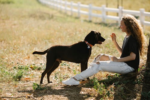 Full body side view of young female owner training Labrador Retriever with collar while sitting on grassy ground in countryside