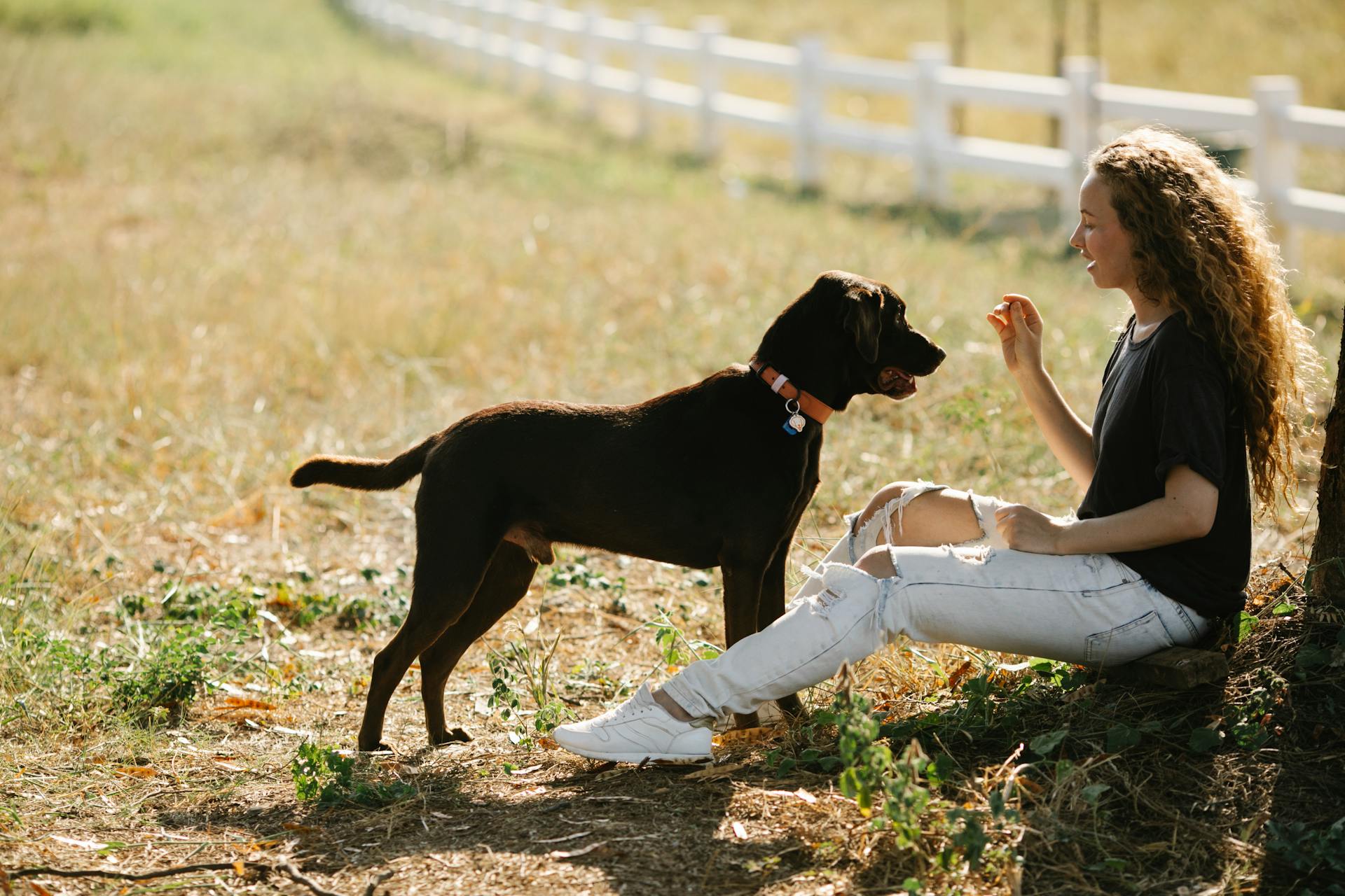 Full body side view of young female owner training Labrador Retriever with collar while sitting on grassy ground in countryside