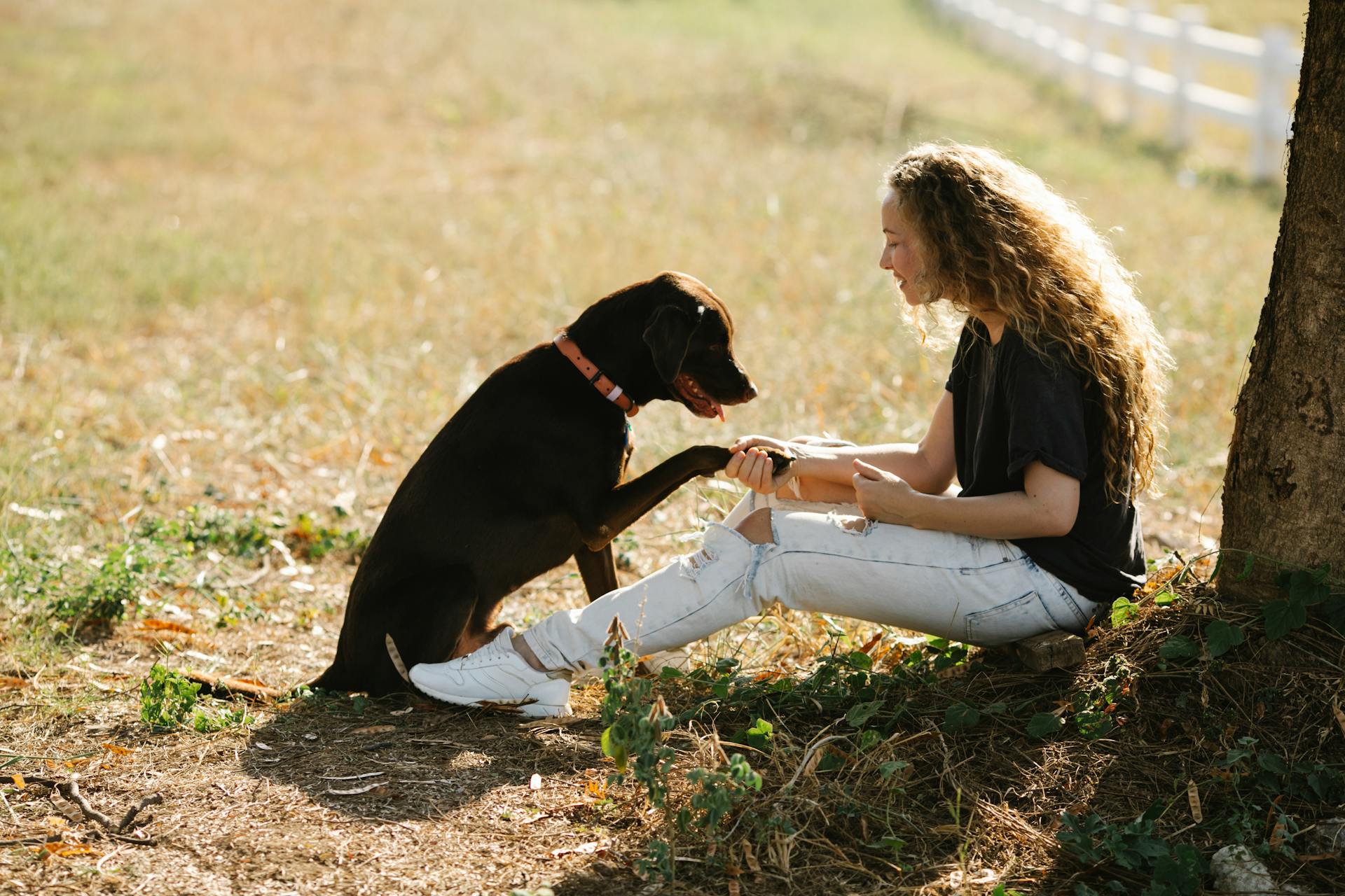 Kvinna sitter med labrador nära träd