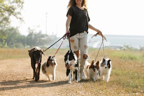 Crop positive female strolling on path with group of dogs on leashes in rural area of countryside with green trees