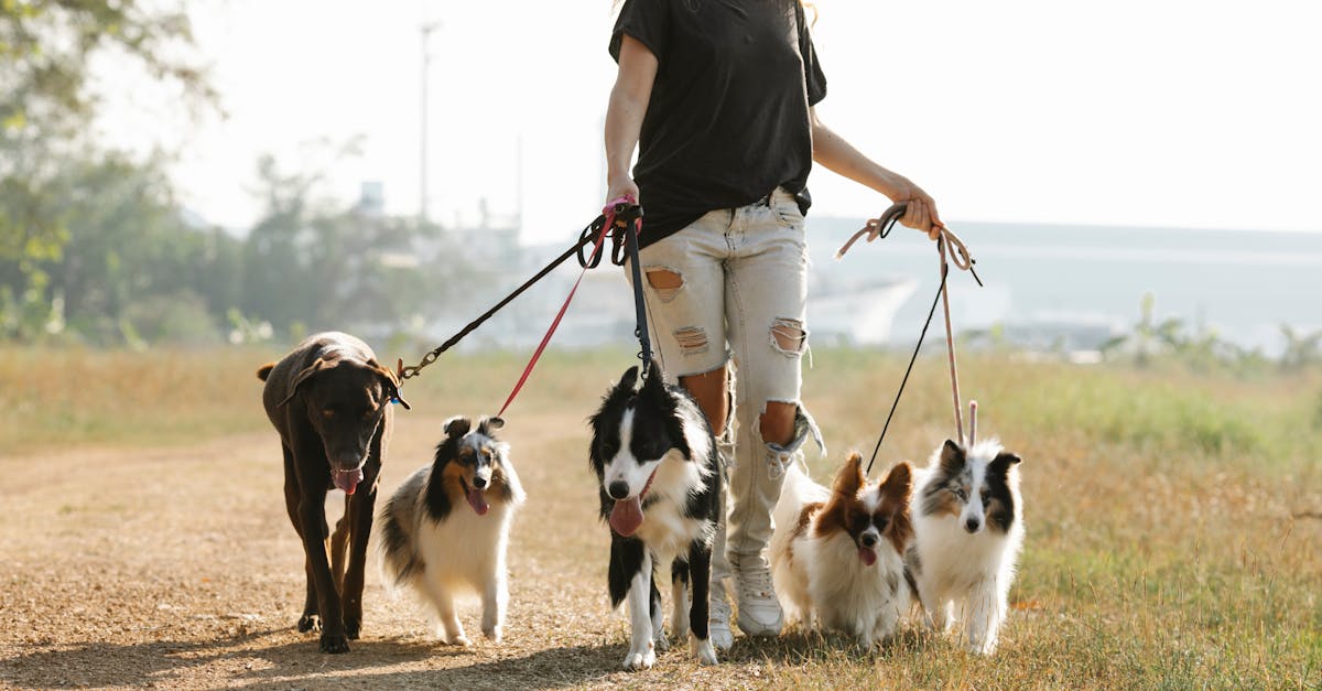How many years can a border collie live