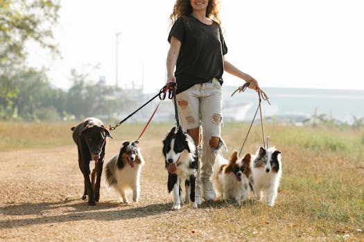 Shetland Sheepdog image image_4