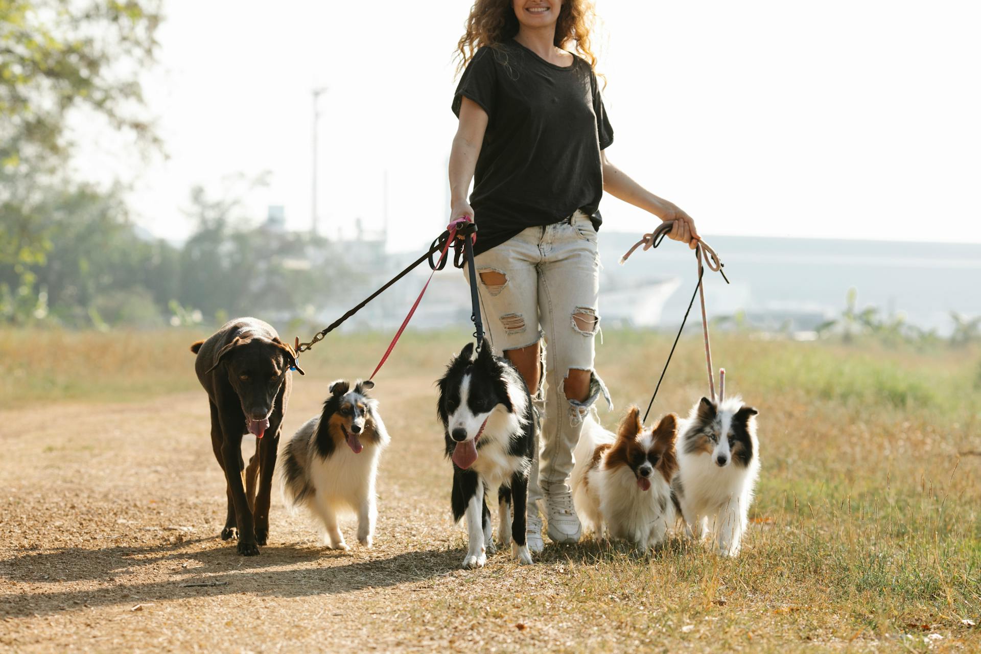 Une femelle positive à la récolte se promène sur un sentier avec un groupe de chiens en laisse dans une zone rurale de campagne avec des arbres verts