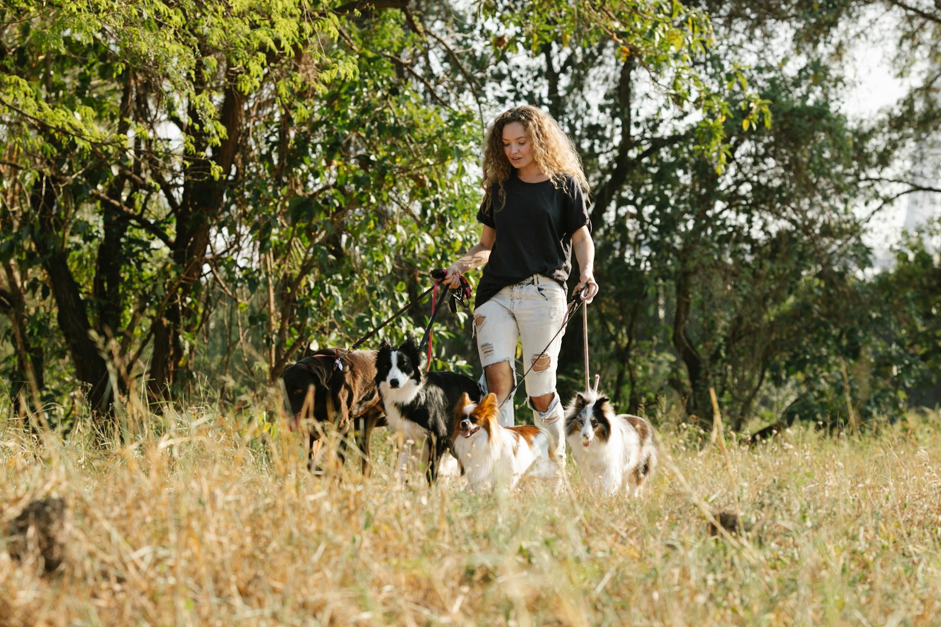 Woman with dogs walking on grassy terrain