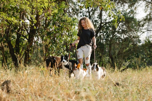 Yeşil alanda köpeklerle gezinti