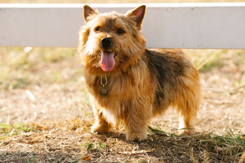 Free Small terrier dog with brown fur and tongue out standing near wooden fence on grassy ground in sunny suburb area Stock Photo