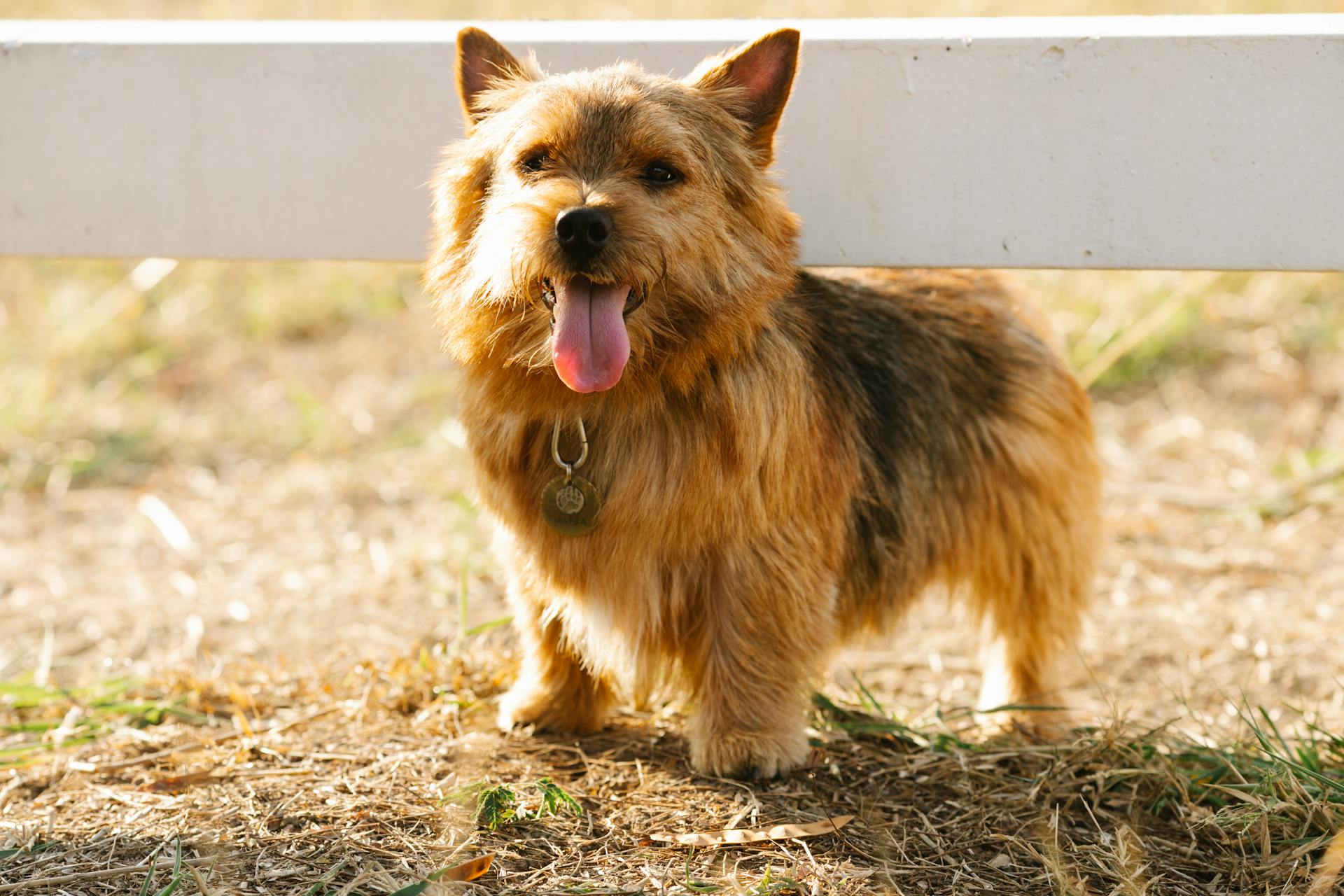 Liten terrierhund med brun päls och utsträckt tunga som står nära trästaket på gräsmatta i ett soligt förortsområde