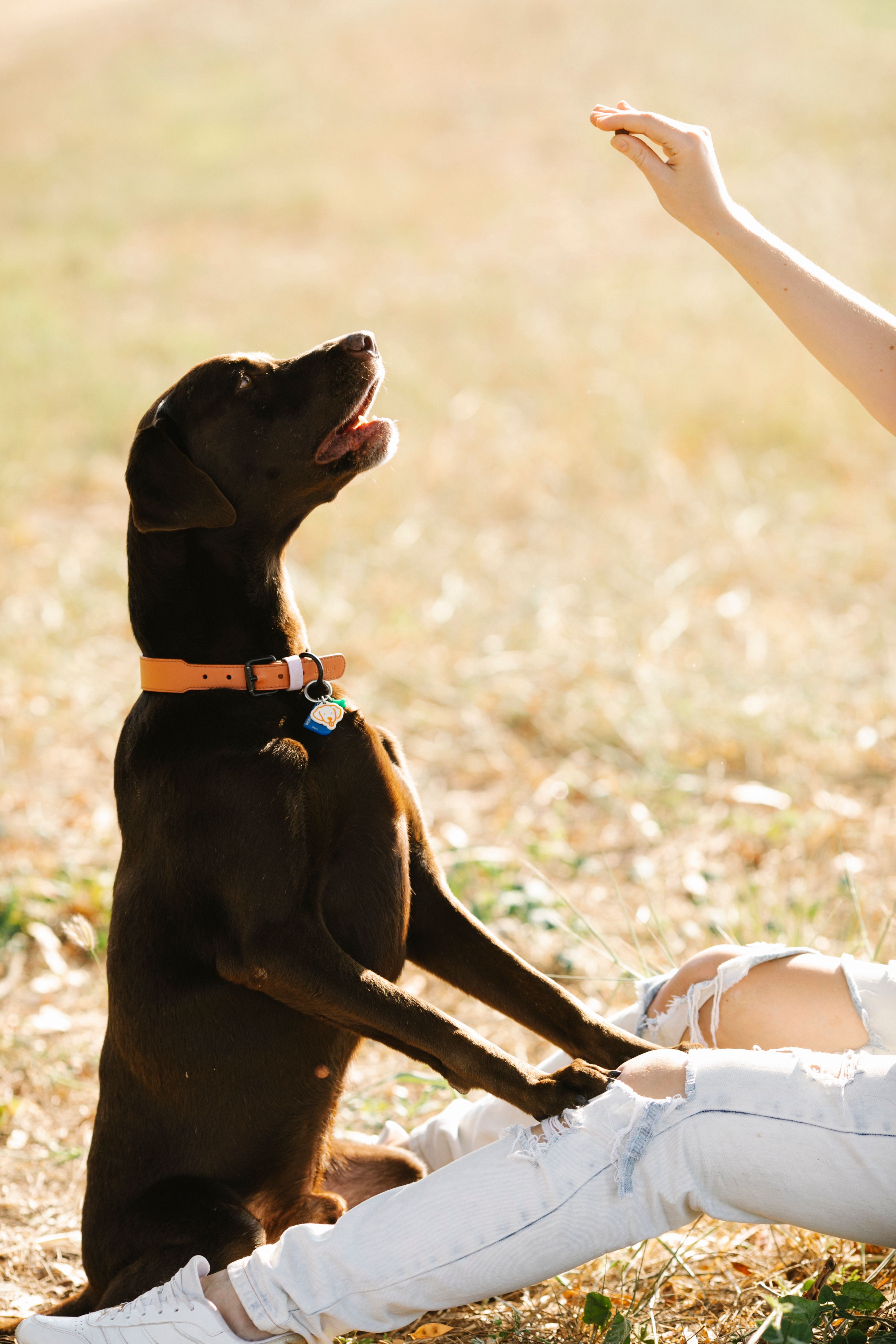 Beware The Small Dog Chocolate Scam