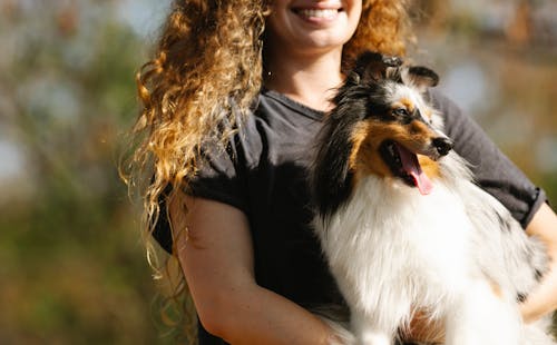 Crop unrecognizable cheerful female owner with cute Shetland Sheepdog in hands standing in countryside with trees on blurred background on summer day