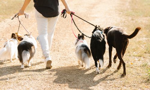 Free Back view of crop unrecognizable female strolling on rural road with pack of dogs on leashes in countryside on summer day Stock Photo