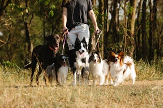 Faceless woman with group of dogs