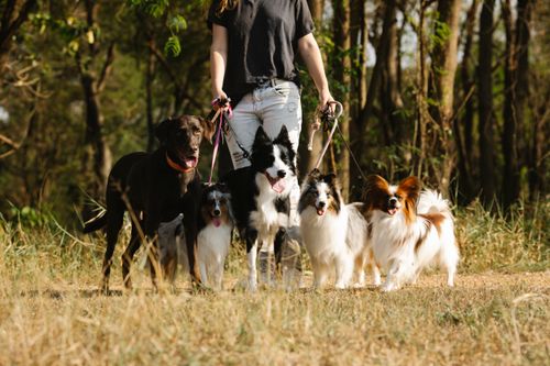 Free Crop anonymous female owner with obedient dogs on leashes standing near trees in rural area of countryside on summer day Stock Photo