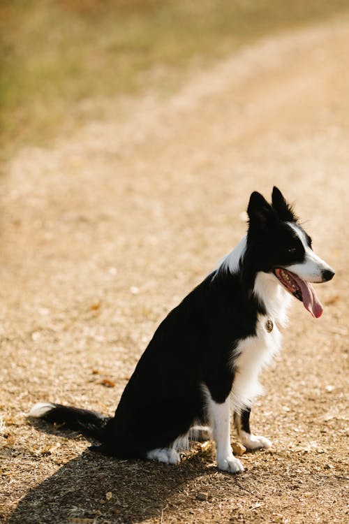 Cute Border Collie with black fur sitting on rural road with tongue out in suburb area of countryside on summer day