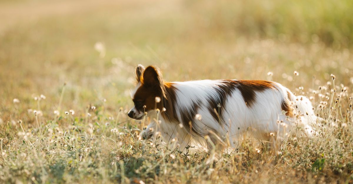 Papillon Dog Rear Papillon dog walking on meadow · Free Stock Photo