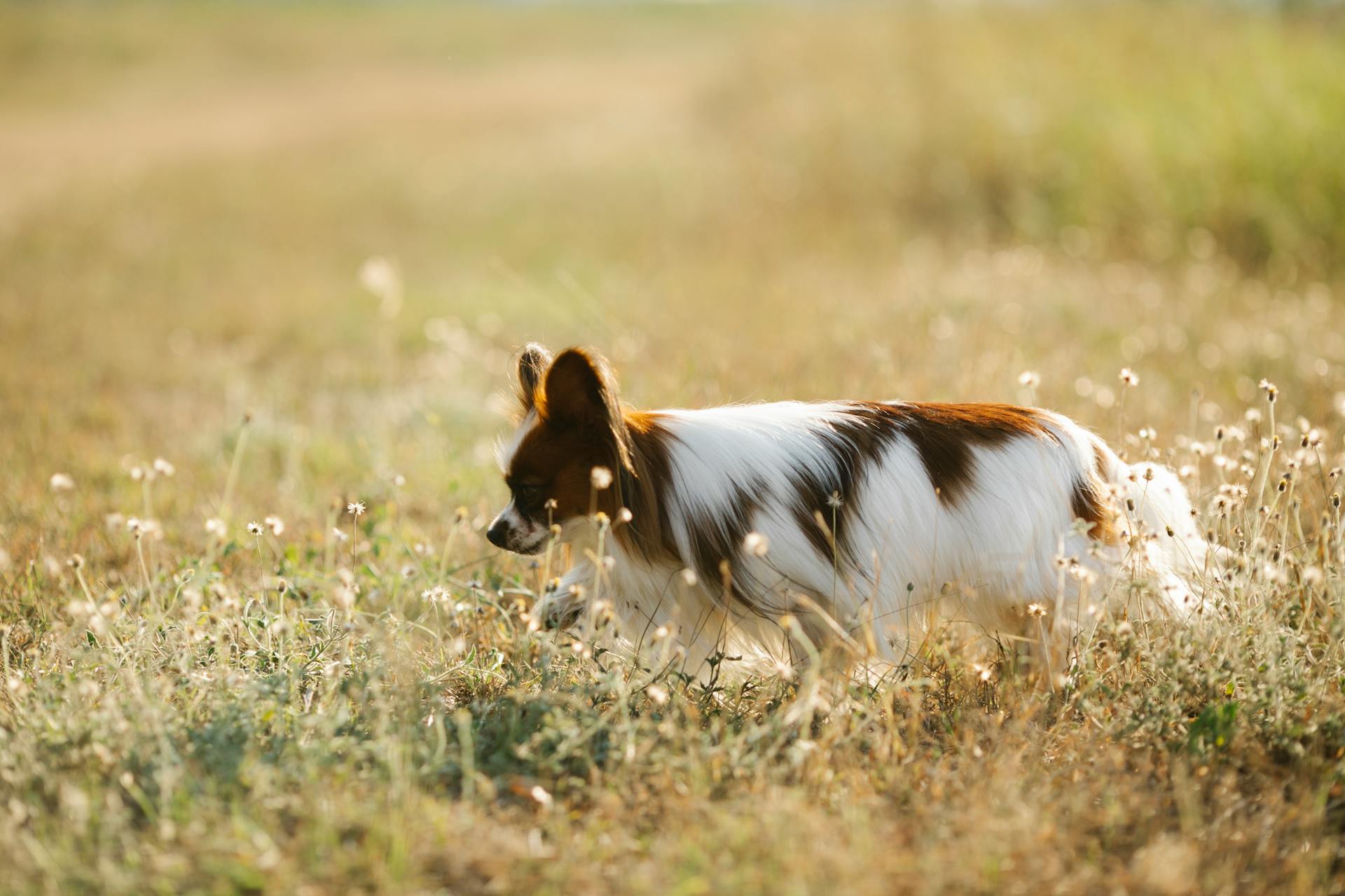 Papillon dog walking on meadow