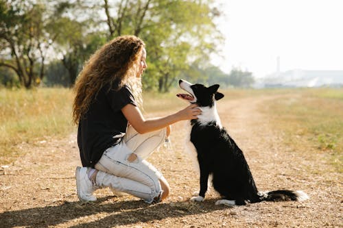 Δωρεάν στοκ φωτογραφιών με border collie, casual, lifestyle