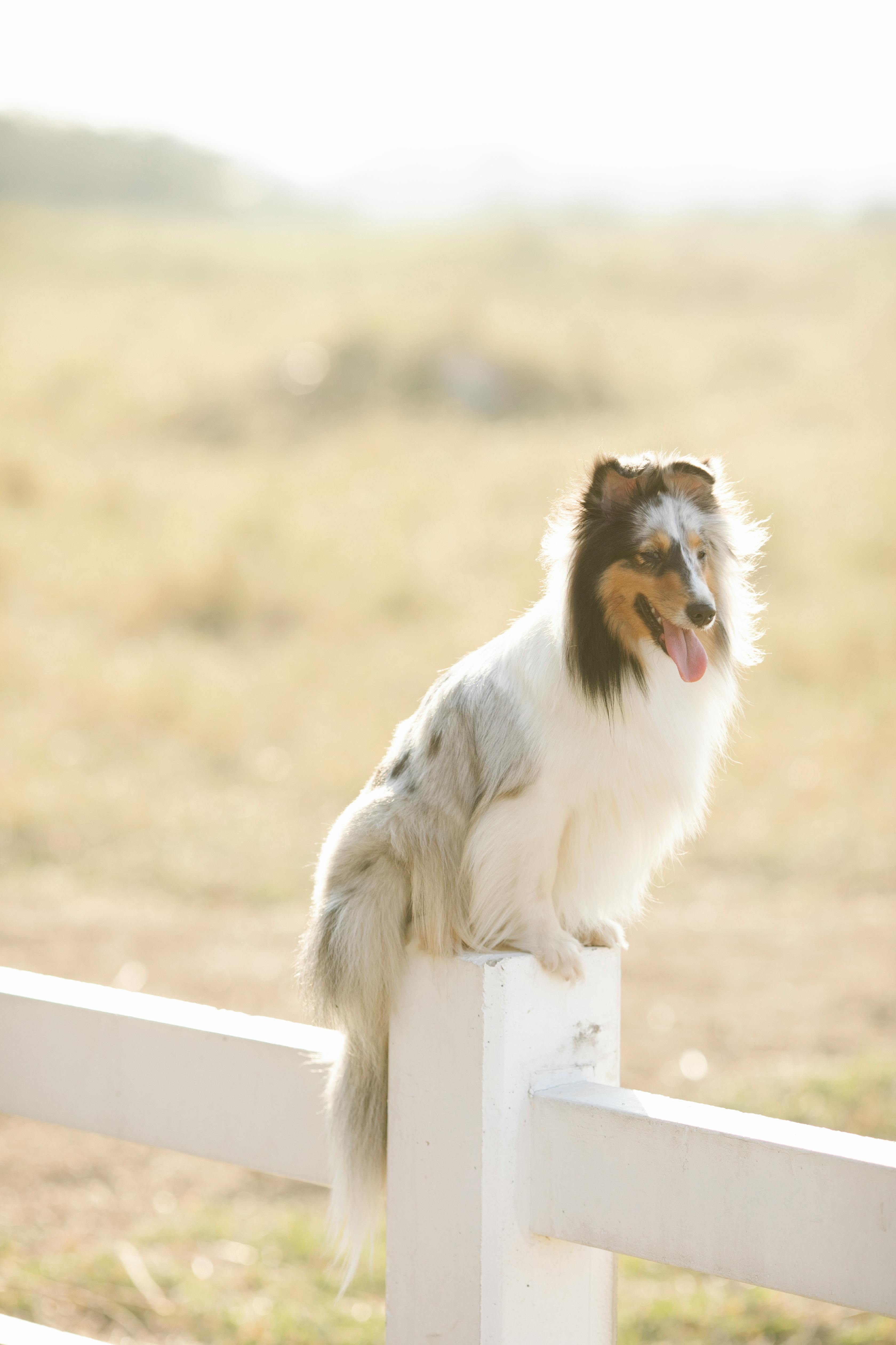 Adorable Sheltie sitting on wooden fence