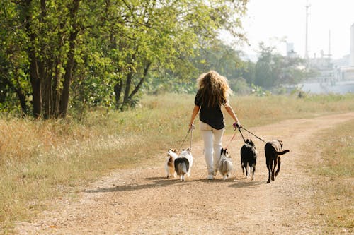 Full body back view of anonymous female owner strolling with pack of obedient dogs on rural road in countryside with trees