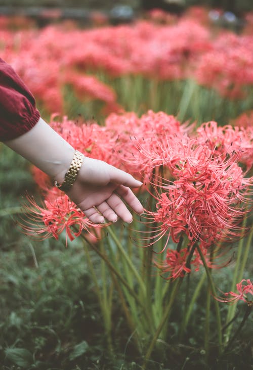 Chào mừng bạn đến với hình ảnh hoa Lycoris Radiata đầy màu sắc! Dưới đây là những hình ảnh về hoa Lycoris Radiata tuyệt đẹp và tràn đầy sức sống. Hãy cùng chiêm ngưỡng hoa đẹp này và trải nghiệm những khoảnh khắc tuyệt vời.