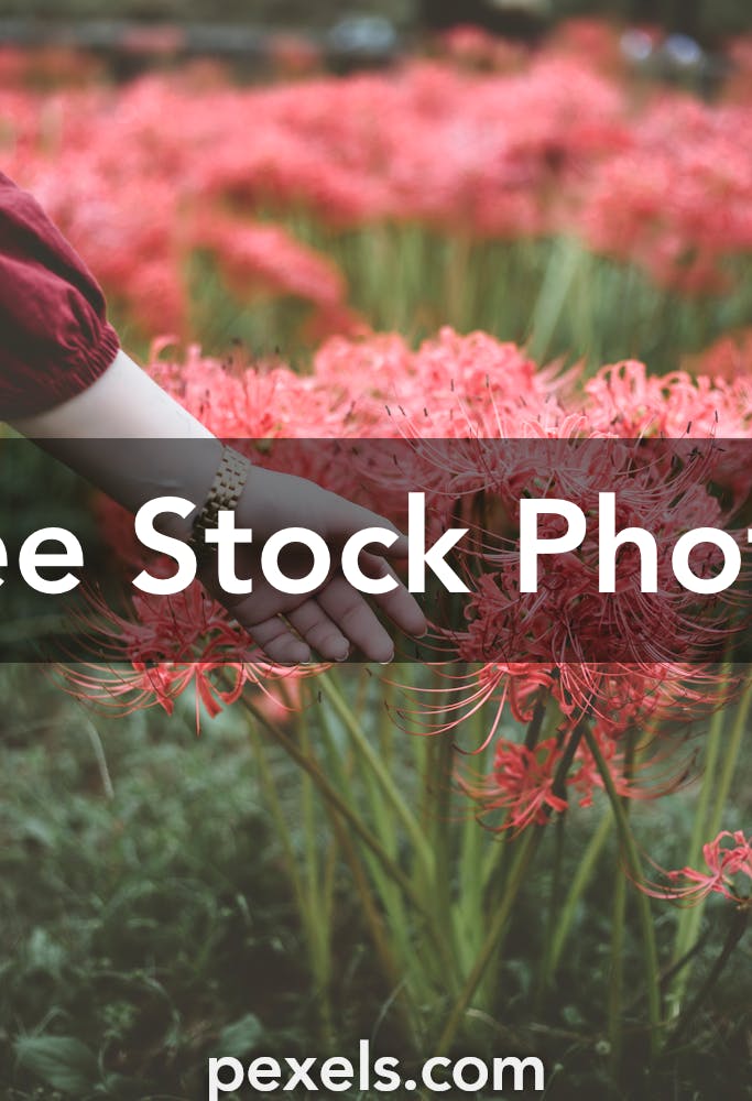 Hình ảnh Lycoris Radiata sẽ mang đến cho bạn sự mới lạ và lôi cuốn. Với những bông hoa đỏ tươi, hình ảnh sẽ giúp bạn tìm thấy cảm hứng trong công việc và cuộc sống hàng ngày của mình. Đừng bỏ lỡ cơ hội tải ngay hình ảnh rực rỡ này!