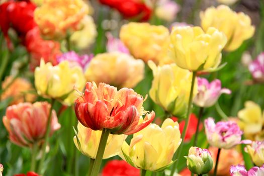 A colorful array of blooming tulips in a garden, capturing the essence of spring beauty.