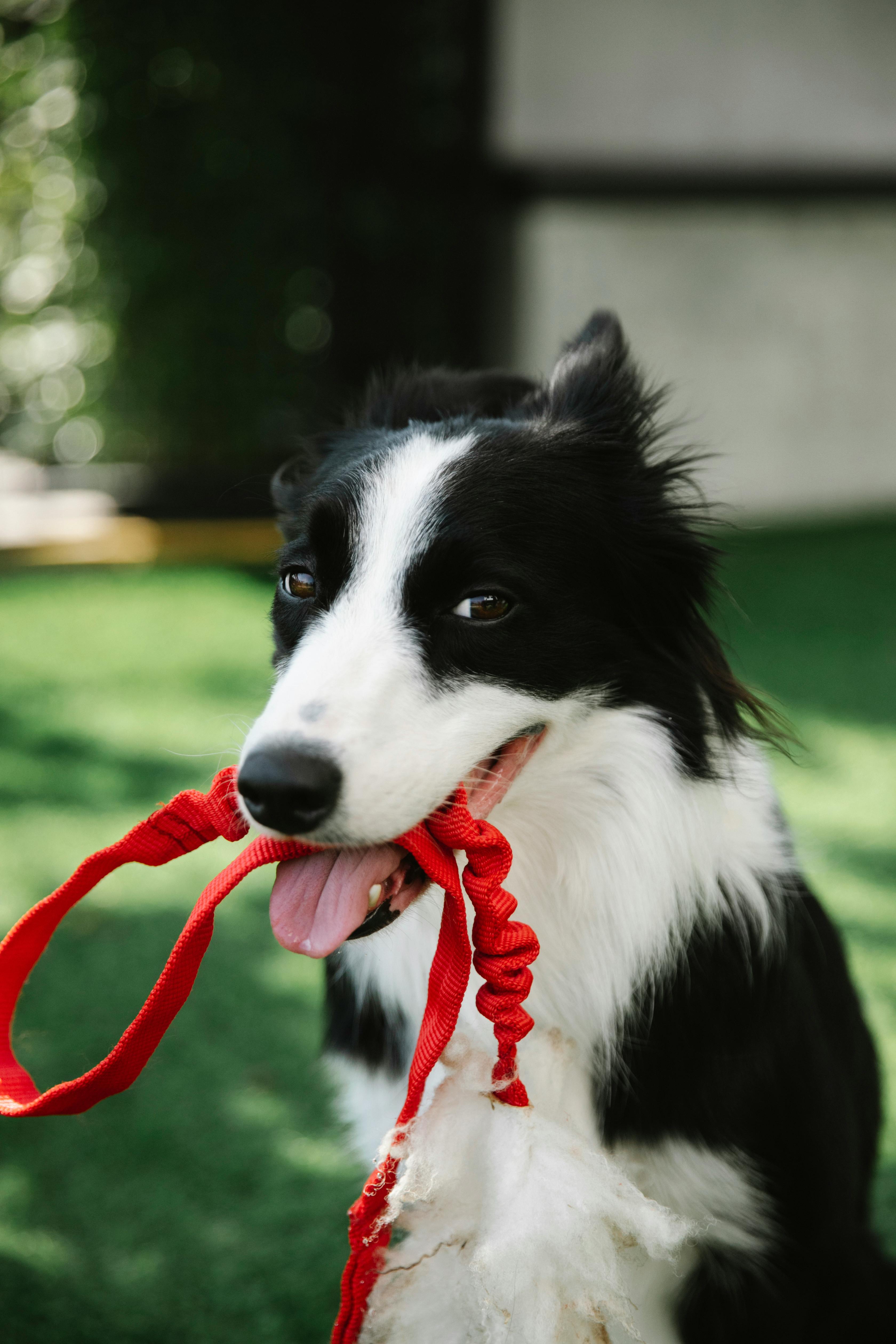 adorable border collie with leash