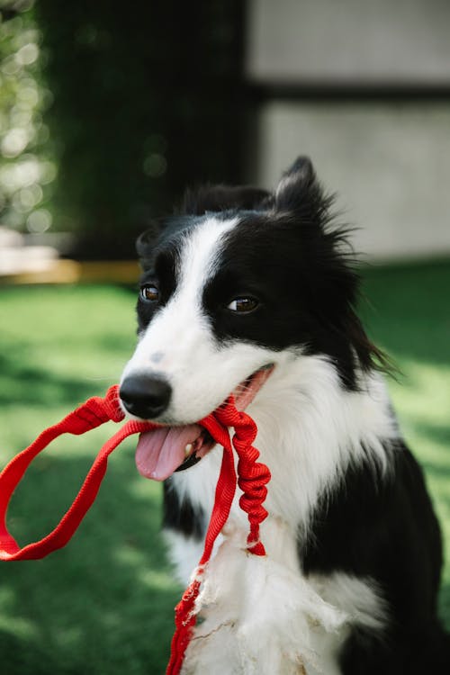 Free Cute Border Collie dog with white spots and red leash in mouth sitting on grassy lawn in countryside on blurred background Stock Photo