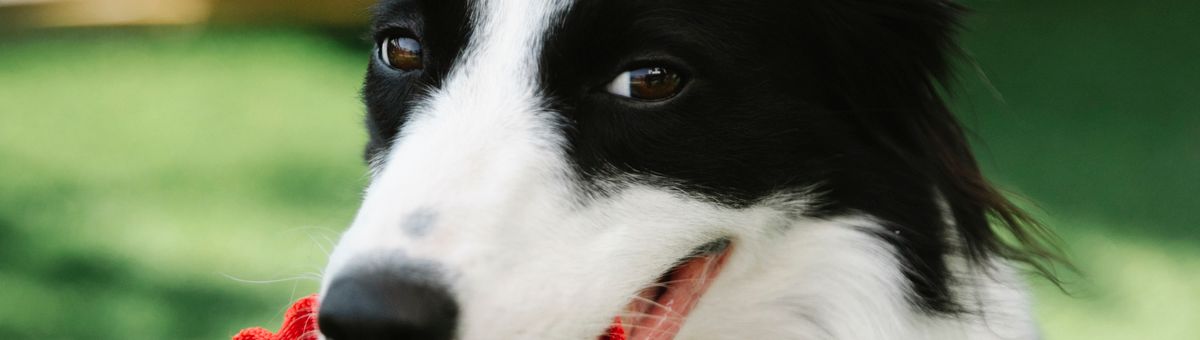 Köpeği Dalin veya Fairy ile Yıkamak 2026: Pireyi Öldürür mü, Deriyi mi Yakar? pH Dengesi Rehberi - Görsel 3