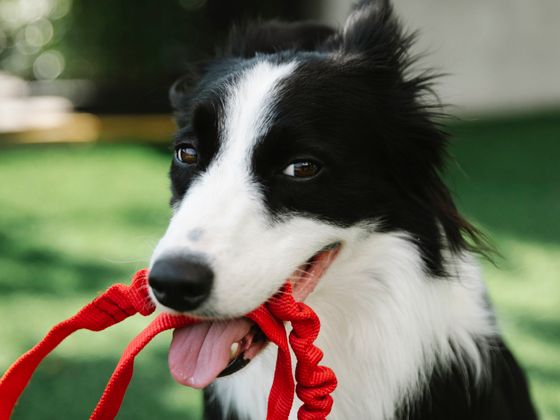 Dog trainer teaching a class