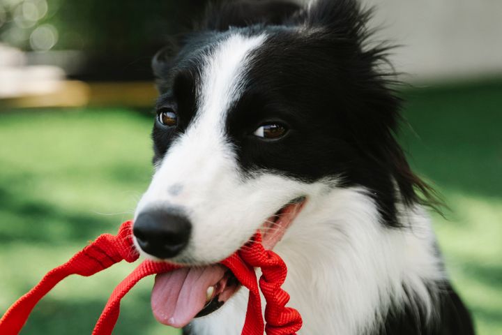 Dog trainer teaching a class