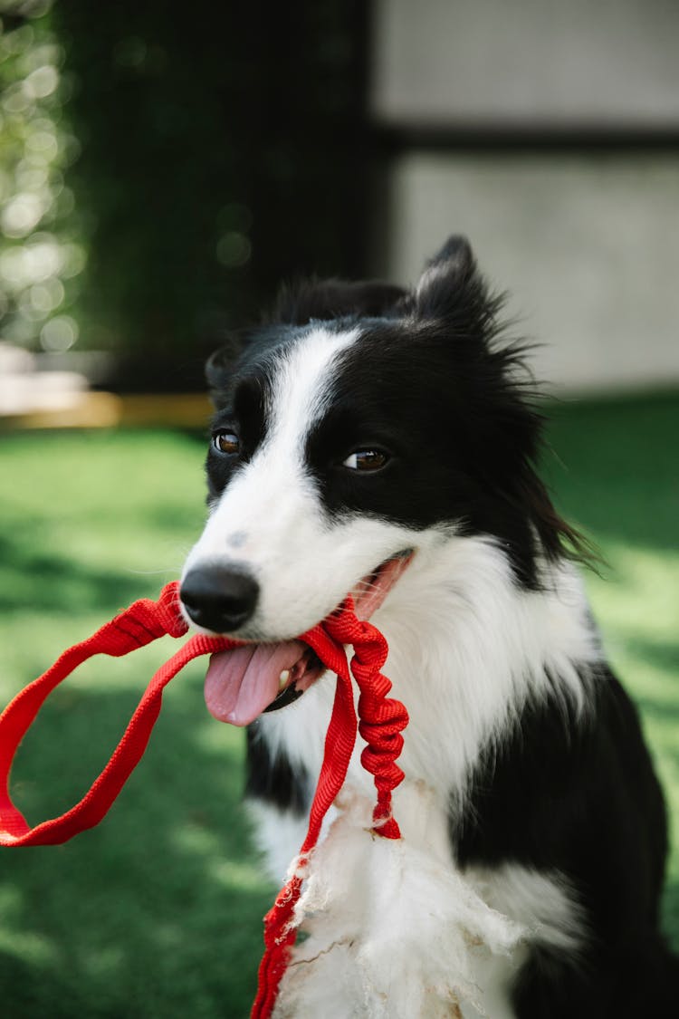 Adorable Border Collie With Leash