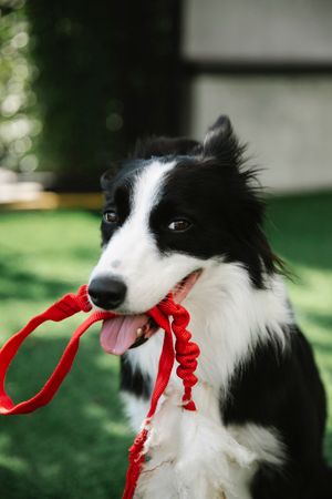dog owner consulting veterinarian about cbd for dogs with cancer