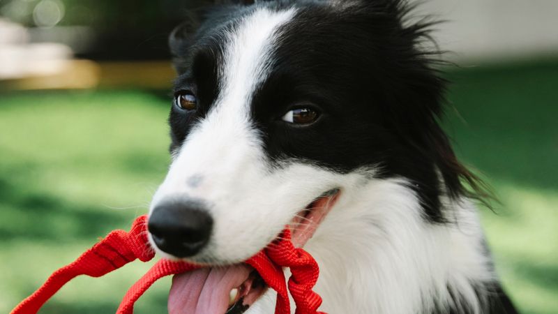 veterinarian examining dog after positive conversation about do vets recommend cbd for dogs