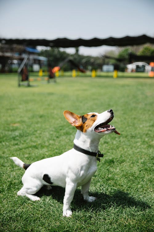 Cute Jack Russell on lawn