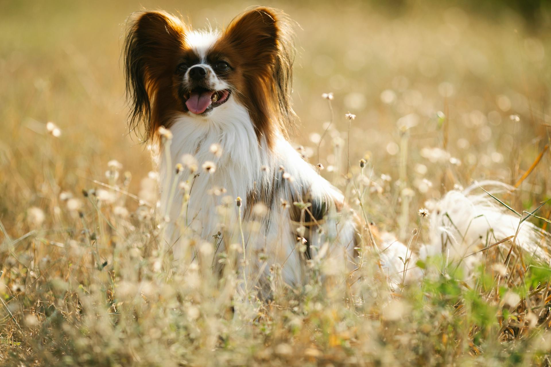 Adorable Continental Toy Spaniel with brown muzzle sitting on green grassy meadow in rural area of countryside on blurred background