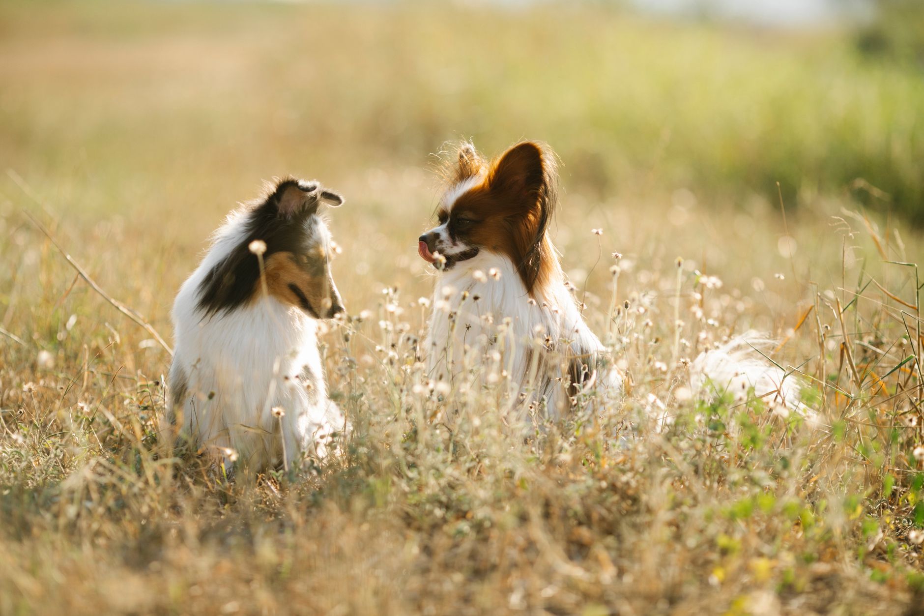 Papillon