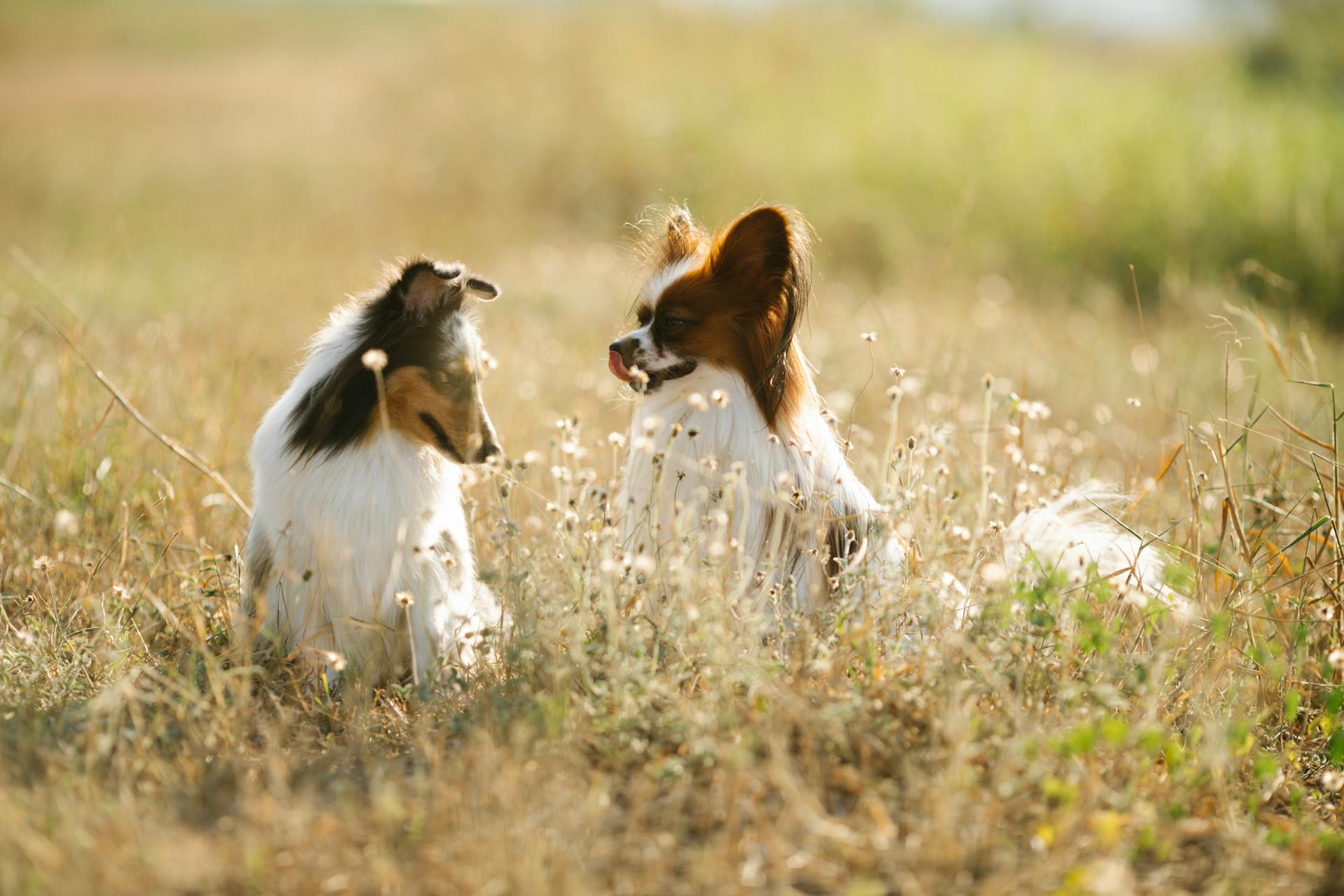 Cute Shetland Sheepdog et Papillon chiens assis sur une prairie verdoyante dans une zone rurale de la campagne sur fond flou dans une journée d'été