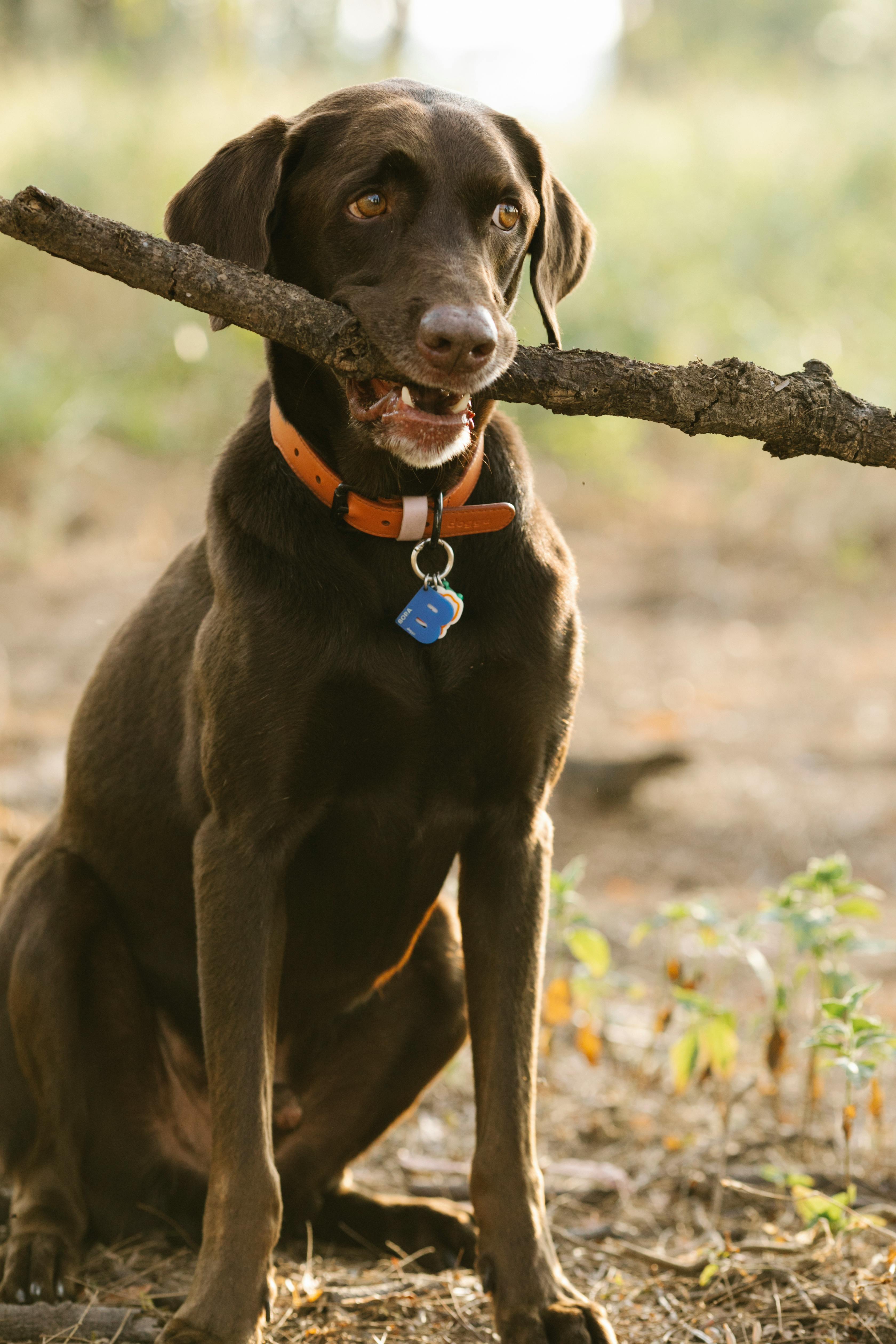 labrador with wooden stick in mouth