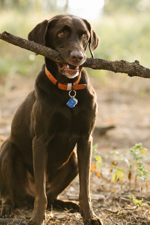 Labrador with wooden stick in mouth
