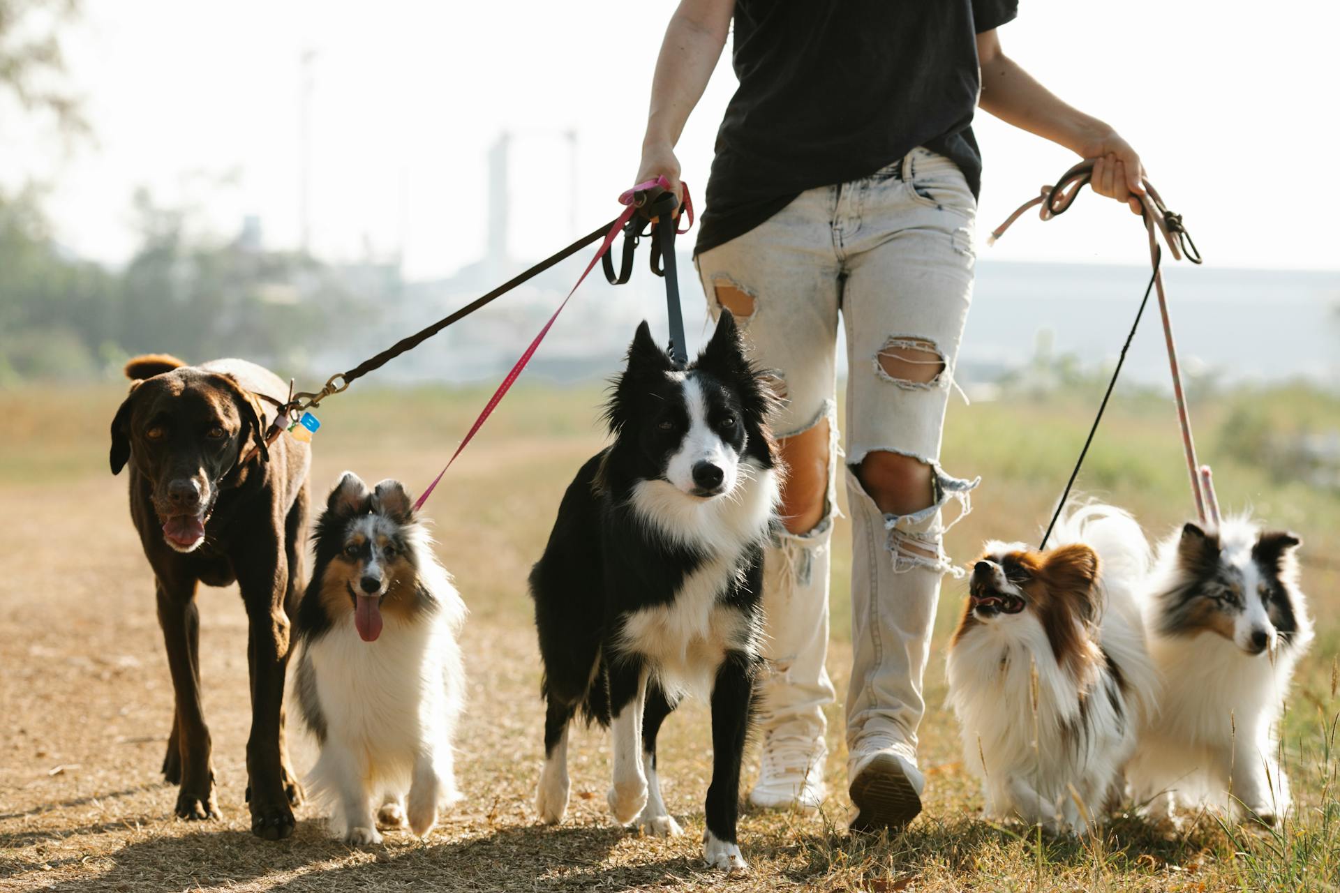 Une propriétaire anonyme de récolte se promène avec un groupe de chiens de différentes races en laisse sur une route rurale dans une campagne ensoleillée