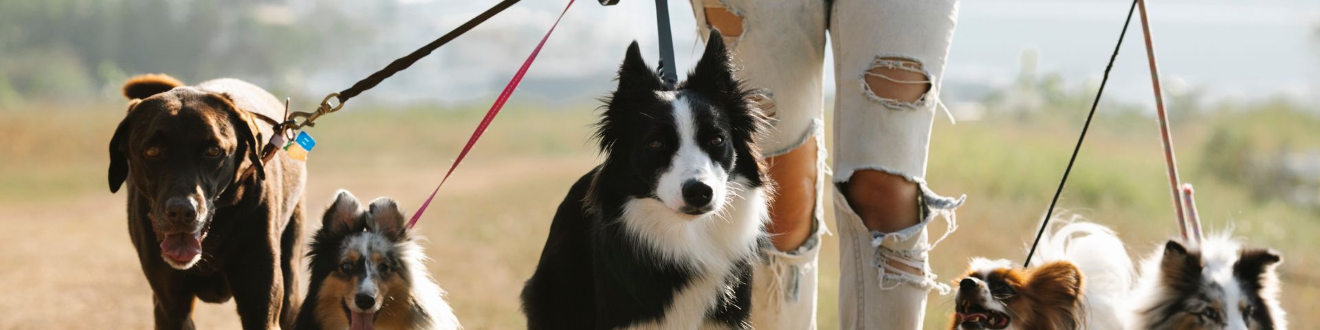 Cover photo for Davao Canine Training Institute