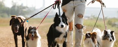 Dog training session with handler