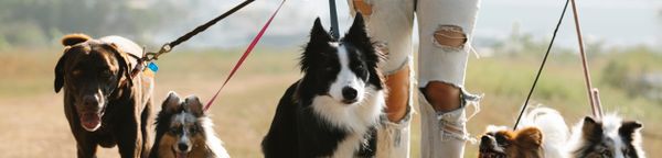 Dog training session with handler