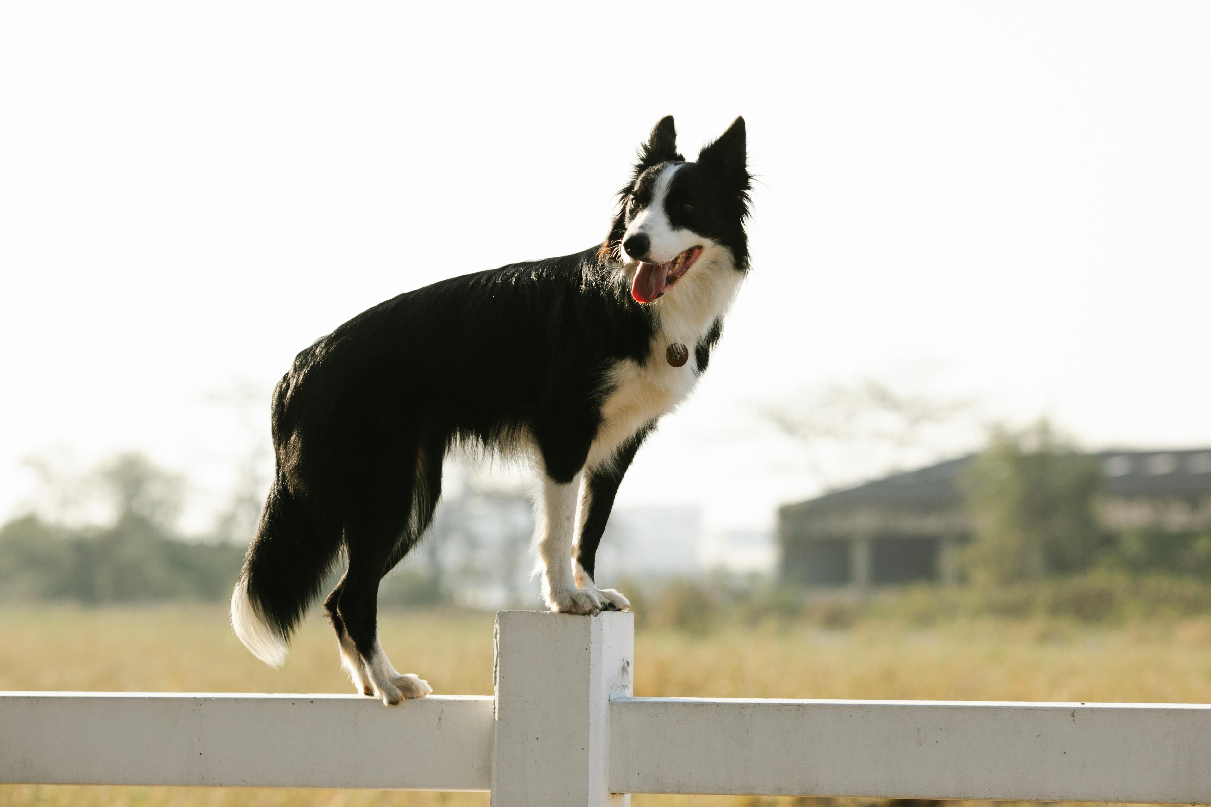 border collie standing on fence