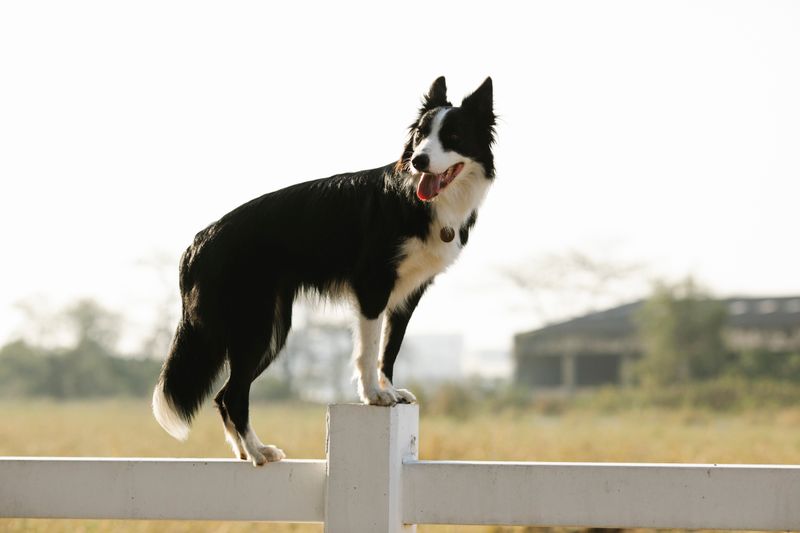 Border Collie
