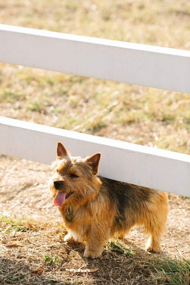 Norwich Terrier Under Fence In Countryside